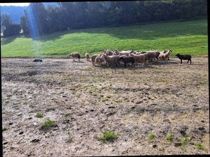 Bild 3:North Country Cheviot Böcke