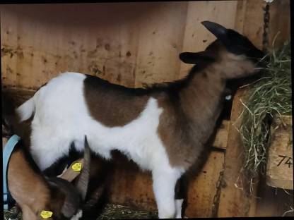 Bild 2:Tauernscheckenbockkitzböcke