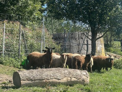 Bild 2:Lebende Bio Lämmer 40–45 kg zu verkaufen