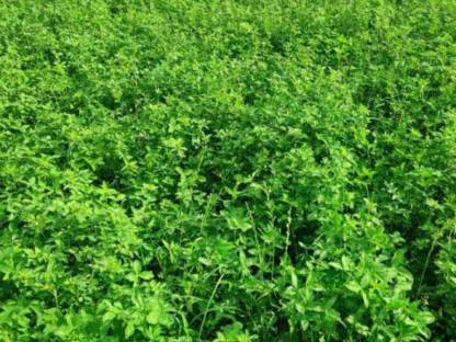 Bild 2:Luzerne-Kleegras Siloballen 2025