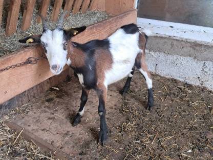 Bild 3:Tauernschecken