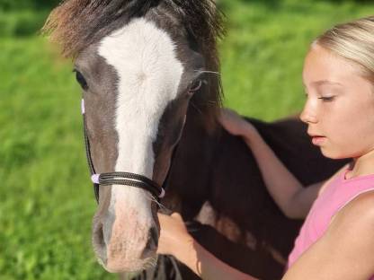 Bild 8:Welsh A Jährlingshengst