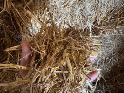 Bild 3:Stroh Quaderballen Ernte 2025