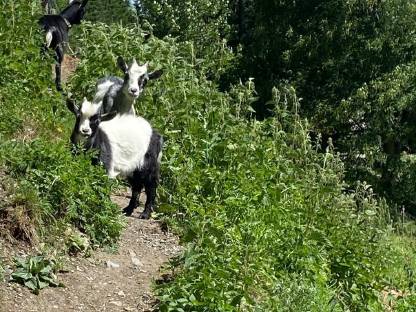 Bild 4:Mini Zwergziegenbock