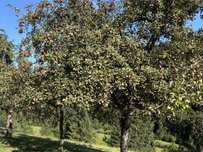 Bild 3:Bio Äpfel Zwetschgen und Mostbirnen