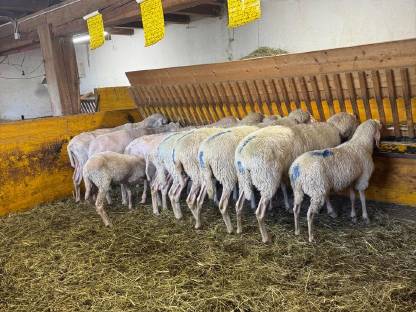 Bild 3:Tiroler Bergschafe