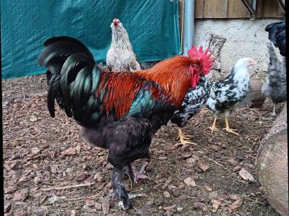 Bild 2:Hühner Hennen