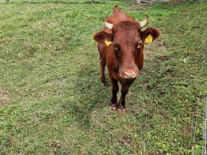 Bild 4:Dexter Rinder