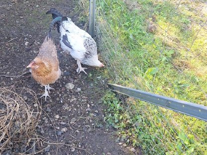 Bild 5:Junghähne, Pärchen