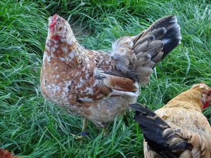 Bild 4:ISLÄNDISCHES LANDNAHMEHUHN