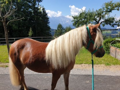 Lilly – Haflinger-Pony-Mix-Stute mit Reitpädagogikerfahrung