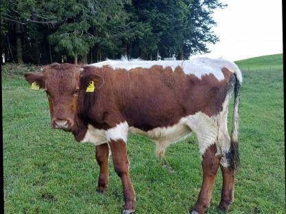 Bild 3:Pinzgauer Stier