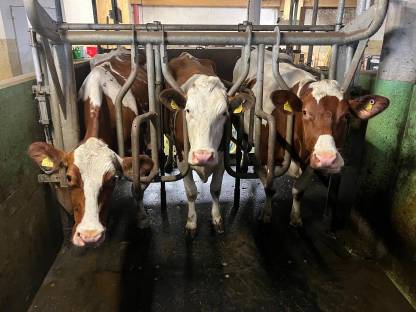 Bild 3:Melkstand Side by Side