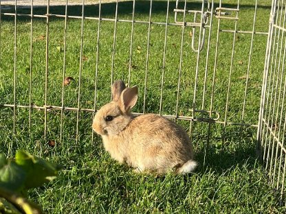 Bild 3:Junge Kaninchen zu vergeben