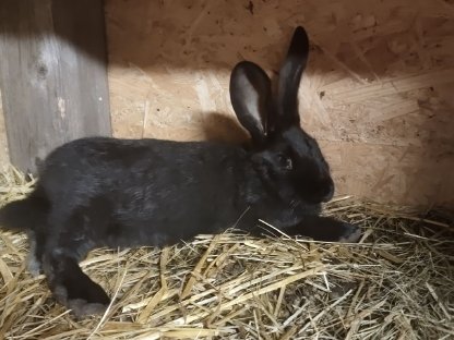 Riesenschecke Kaninchen