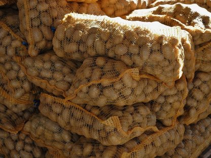 Bild 2:Speisekartoffel