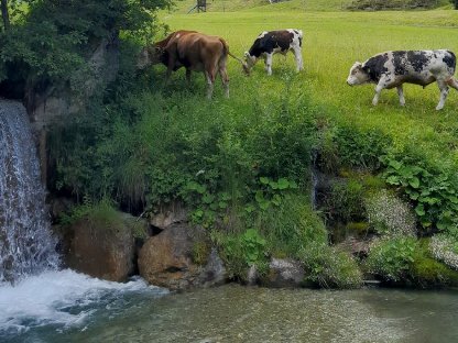 Bild 2:Bio Sprungstier