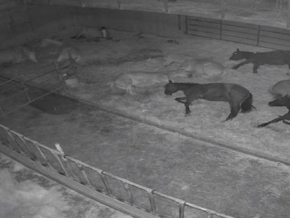 Bild 4:Hengstaufzuchtsplätze frei