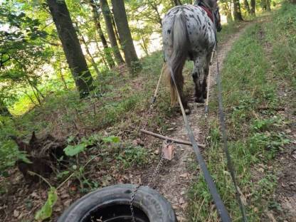 Bild 6:Ausbildung in Kutschenfahrten, Reiten, Holzrücken