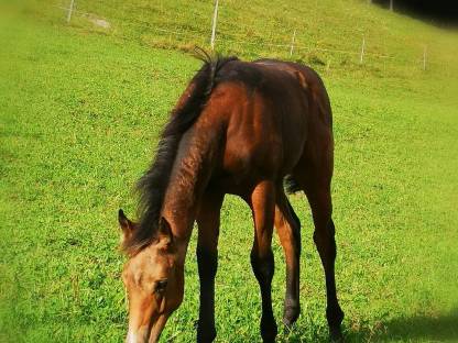 Bild 2:QH-Hengstfohlen, dunkler Buckskin, 04/2025