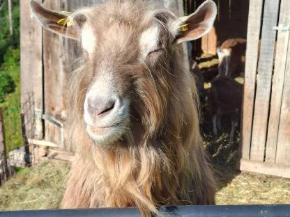 Bild 2:Toggenburger Bock