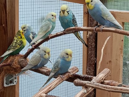 Nestjunge Wellensittiche