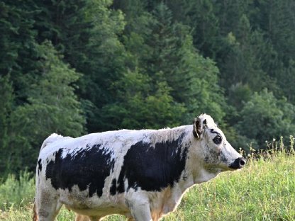 Bio Sprinzen Kalbin