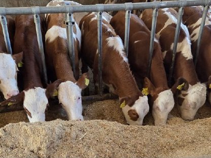 Bild 2:Verkaufen laufend Fresser