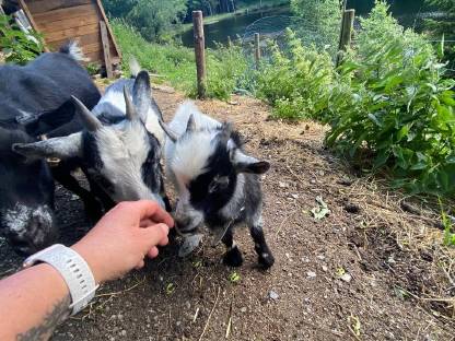 Bild 5:Mini Zwergziegenbock