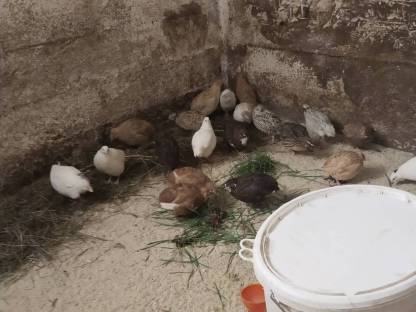 Bild 2:Legewachtel Speiseeier, Bruteier, Wachteln