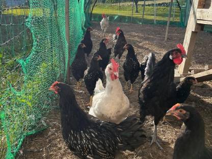 Bild 6:Barnevelder Junghähne