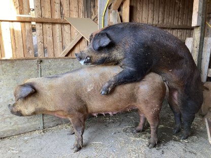 Duroc Ferkel Tirol