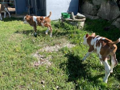 Bild 7:Bio-Stierkälber