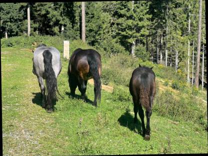 Bild 6:Norikerstutfohlen