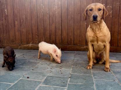 Bild 2:Minischwein, Minipig