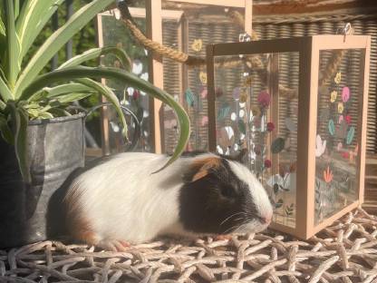 Bild 2:Meerschweinchen