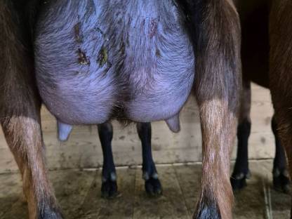 Bild 8:HB Gämsfarbige Gebirgsziegenkitze