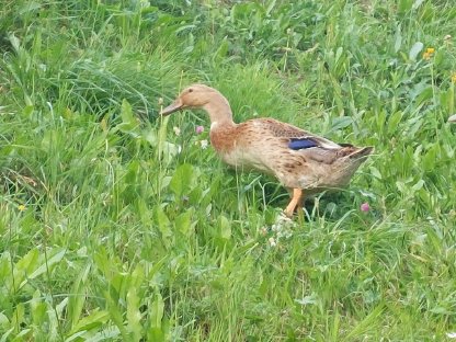 Bild 4:Laufenten männlich/weiblich
