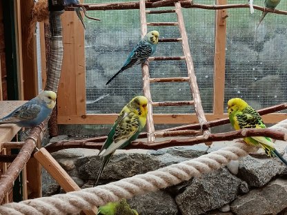 Bild 2:Nestjunge Wellensittiche