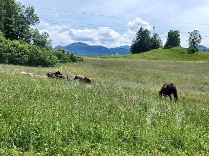 Bild 5:Hengstaufzuchtsplätze frei