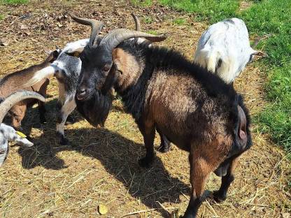 Bild 2:Zwergziegenbock