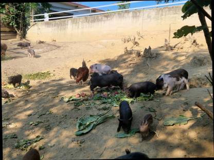 Bild 3:Micro- und Mini-Schweine