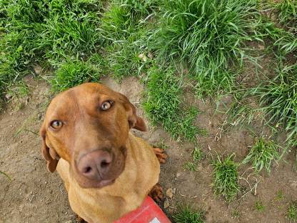 Bild 2:Magyar vizsla Hündin