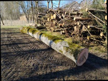 Bild 2:Eschenstamm