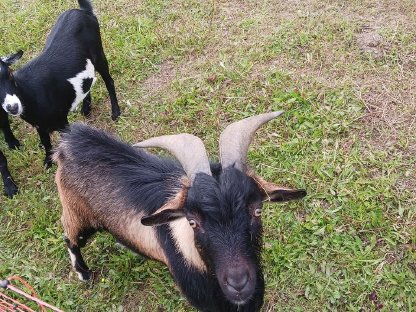 Bild 2:Zwergziegen 1 Paar + Nachwuchs (Bock)