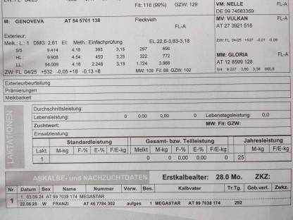 Bild 4:Biokuh in Milch