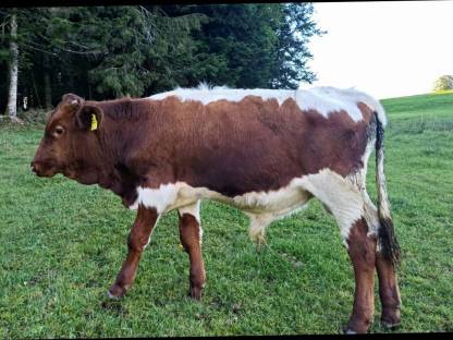 Pinzgauer Stier