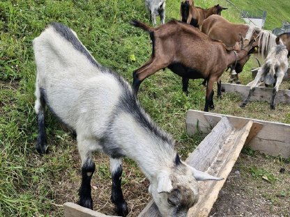 Ziegenbock