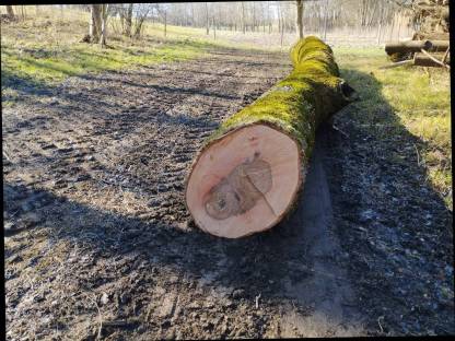 Bild 4:Eschenstamm