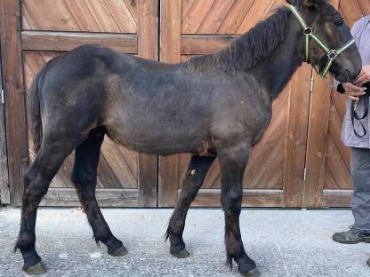 Bild 3:Noriker Hengstfohlen Rappe